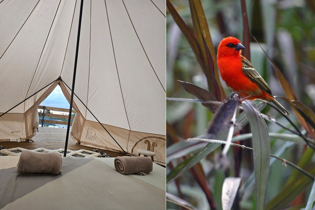 photo n°9 Glamping - Au Coeur des plantations