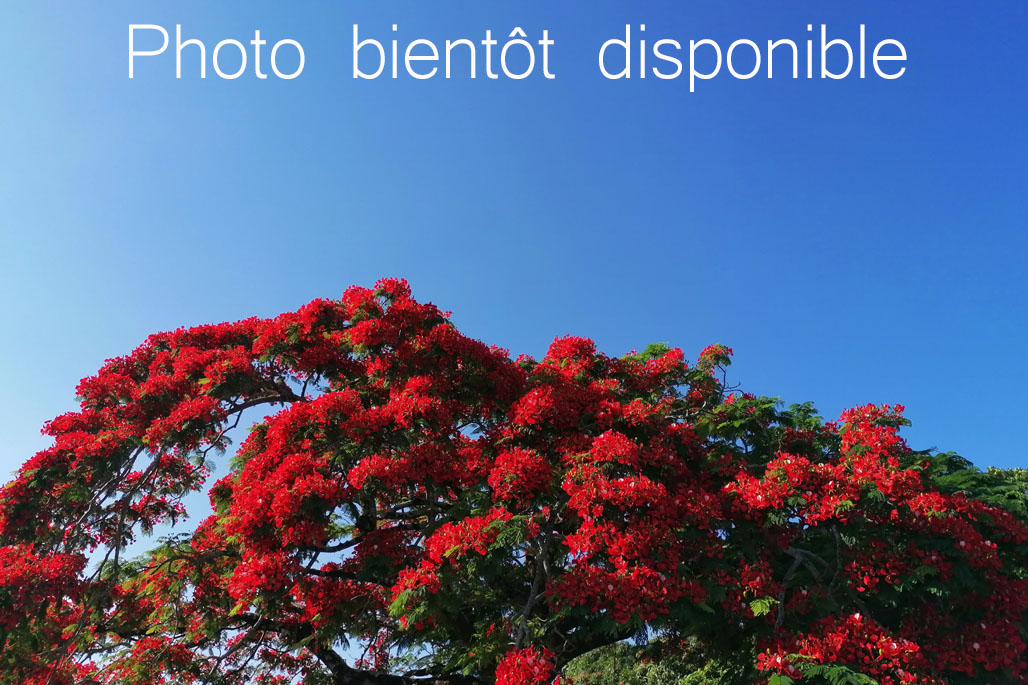 Gîte Les Géraniums